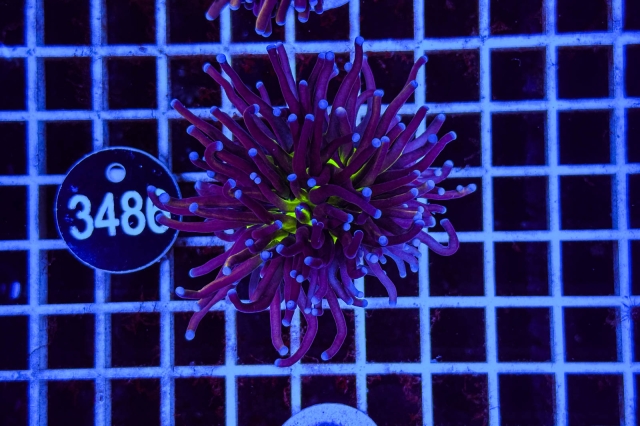 Euphyllia glabrescens