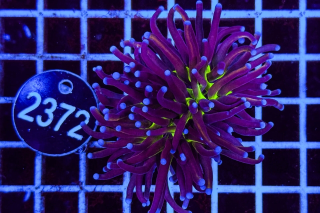 Euphyllia glabrescens