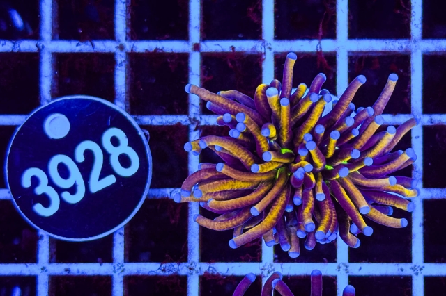 Euphyllia glabrescens