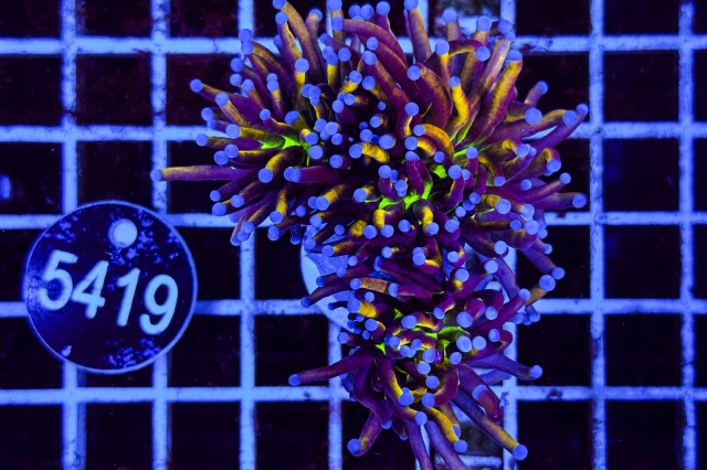 Euphyllia glabrescens