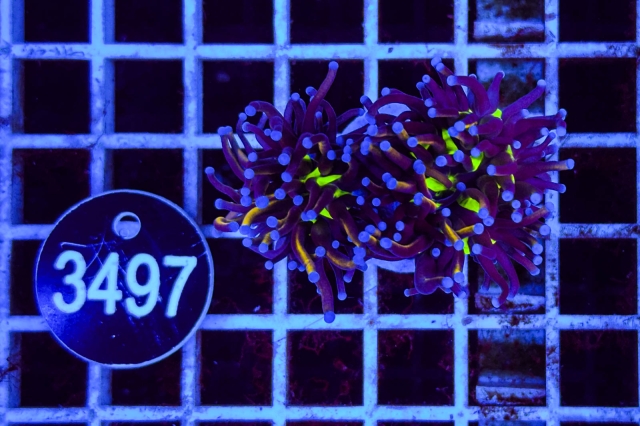 Euphyllia glabrescens