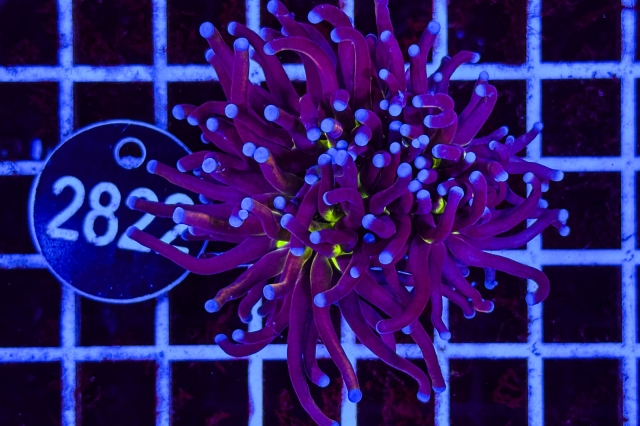 Euphyllia glabrescens