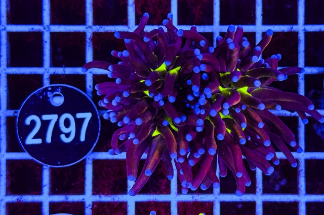 Euphyllia glabrescens