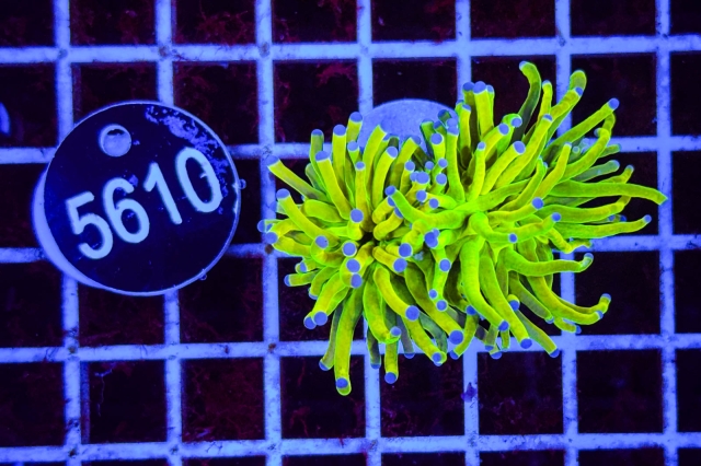 Euphyllia glabrescens Holy Grail - 5610_20