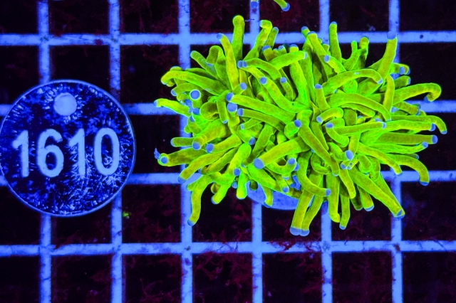 Euphyllia glabrescens Holy Grail