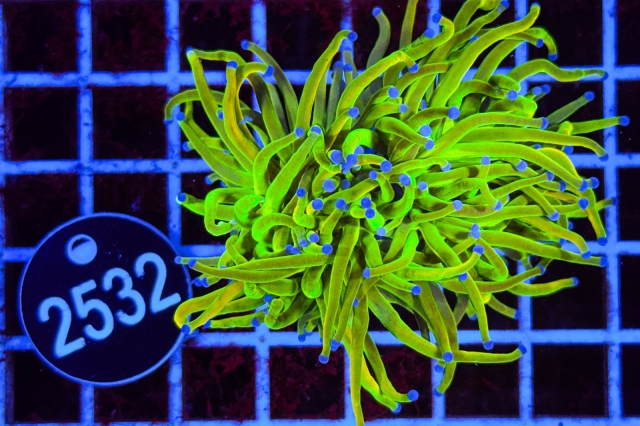 Euphyllia glabrescens Holy Grail - 2532_20