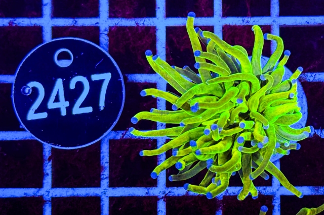 Euphyllia glabrescens Holy Grail