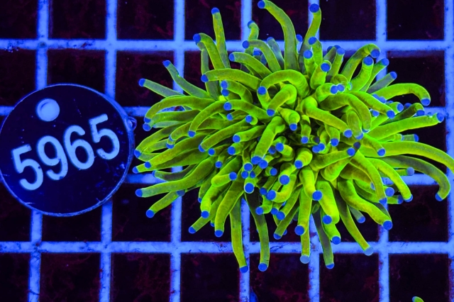 Euphyllia glabrescens Holy Grail - 5965_20