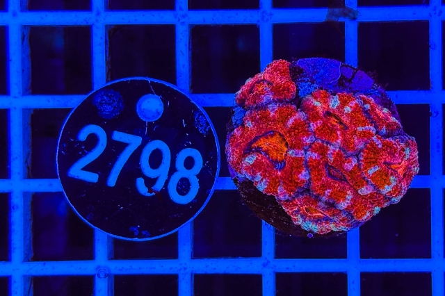 Acanthastrea lordhowensis