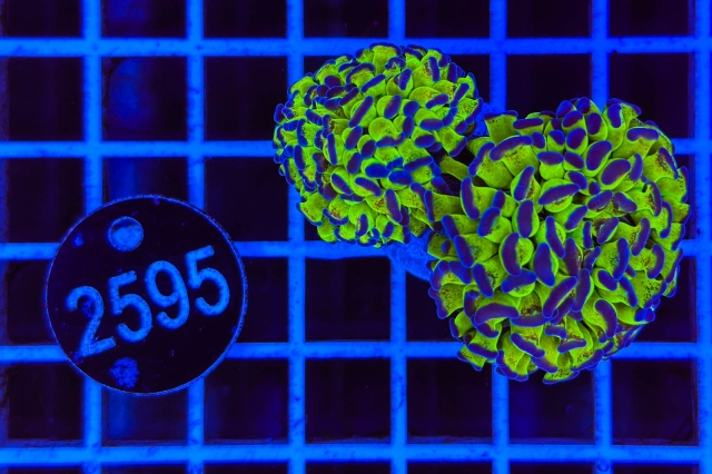 Euphyllia paraancora - 2595_21