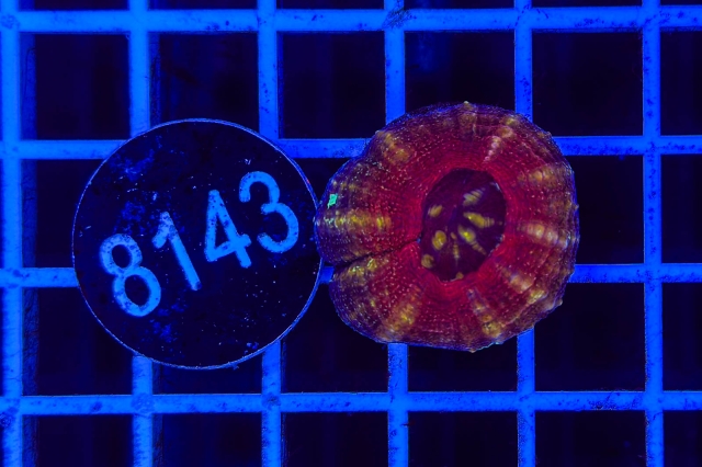 Scolymia australis - 8143_21