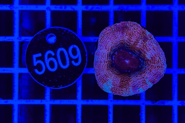 Acanthastrea bowerbanki