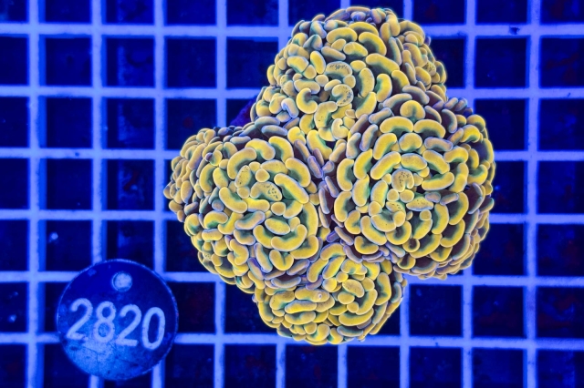 Euphyllia paraancora