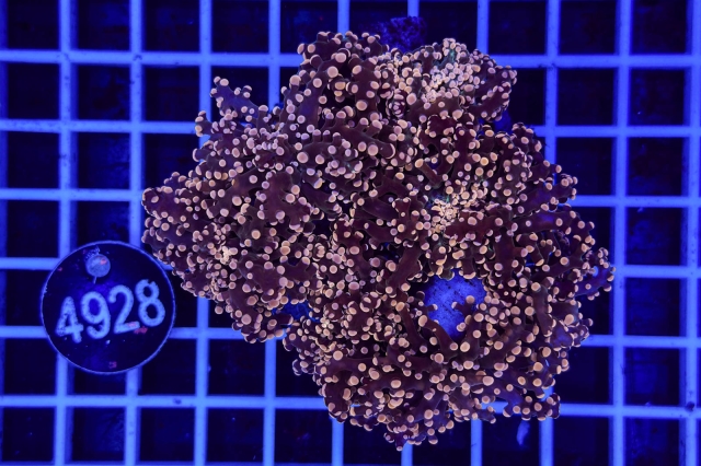 Euphyllia paradivisa