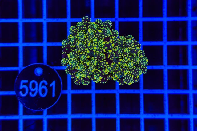 Euphyllia paradivisa