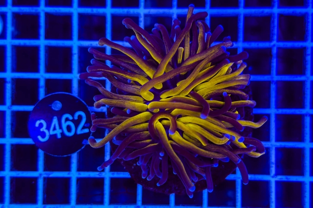 Euphyllia glabrescens