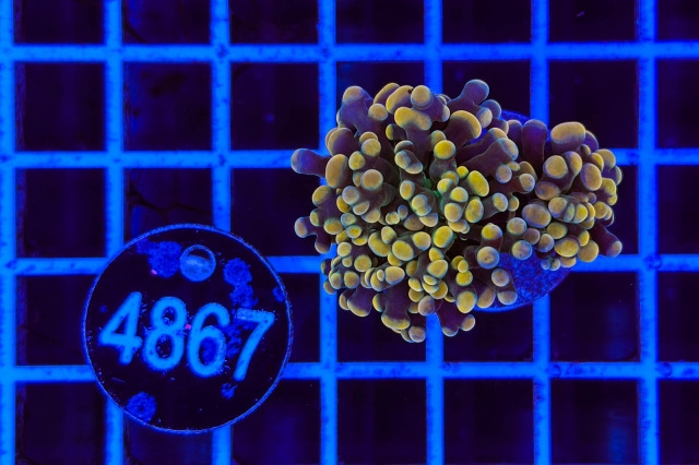 Euphyllia paraancora