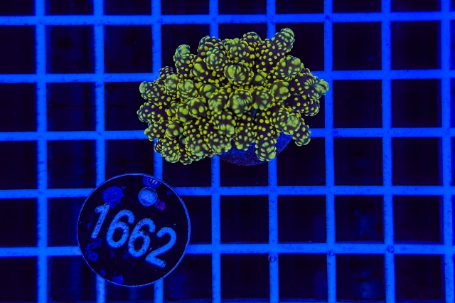 Euphyllia paradivisa