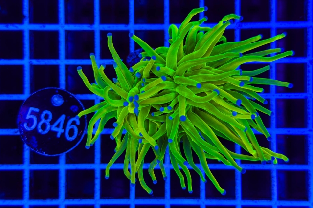 Euphyllia glabrescens Holy Grail