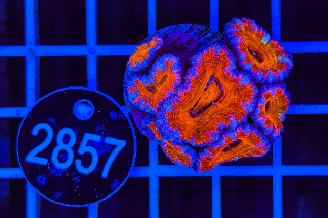 Acanthastrea lordhowensis