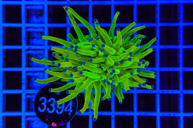 Euphyllia glabrescens Holy Grail