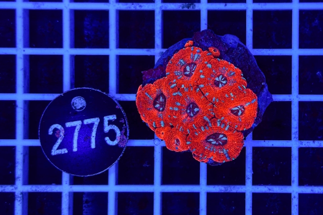 Acanthastrea lordhowensis - 2775_21