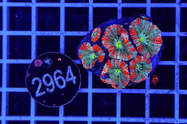 Acanthastrea lordhowensis