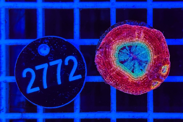 Acanthastrea bowerbanki