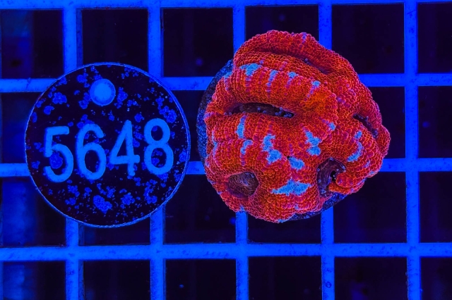 Acanthastrea lordhowensis