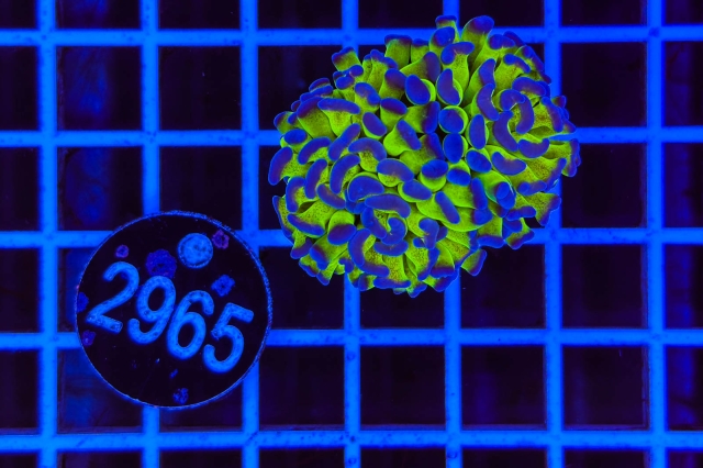 Euphyllia paraancora