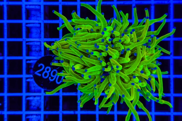 Euphyllia glabrescens Holy Grail