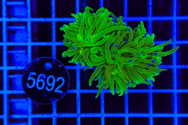 Euphyllia glabrescens