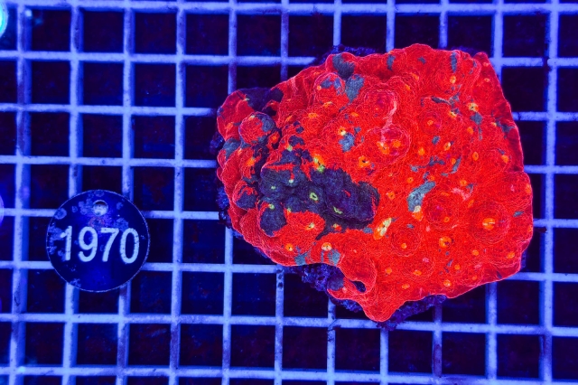 Echinophyllia Bugatti