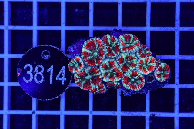 Acanthastrea lordhowensis