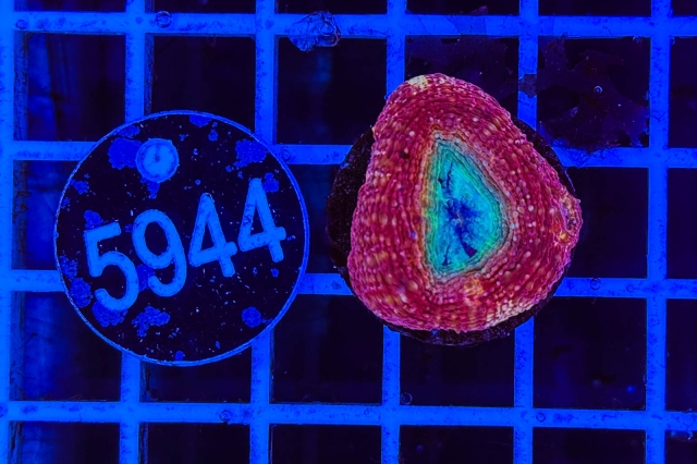 Acanthastrea bowerbanki - 5944_21