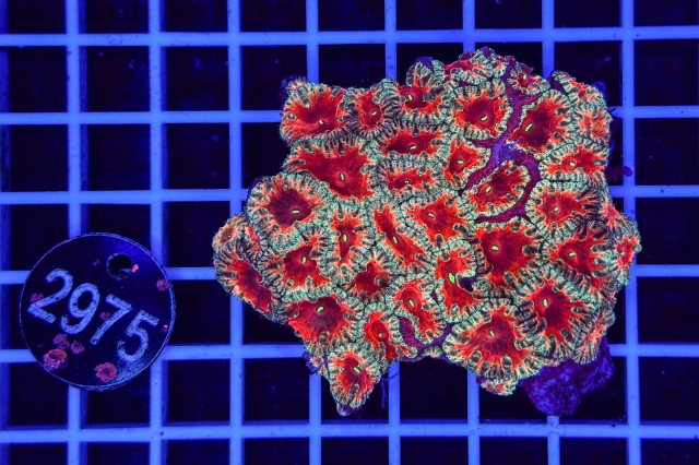 Blastomussa wellsi - 2975_21