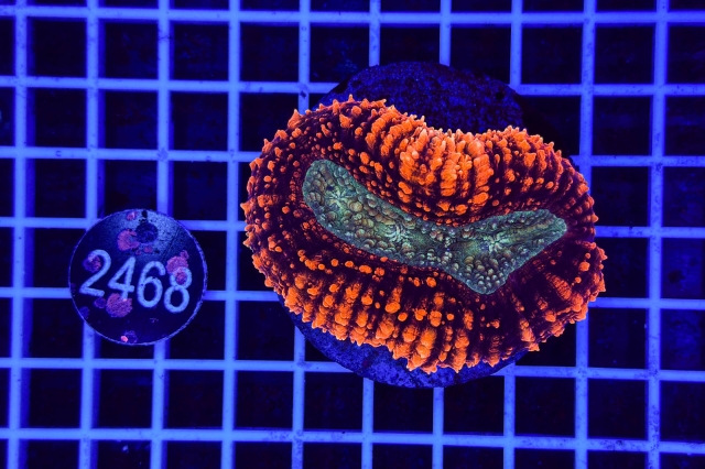 Lobophyllia - 2468_21