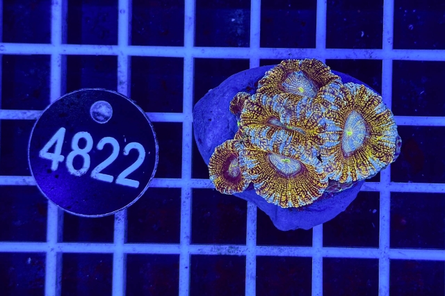 Acanthastrea lordhowensis