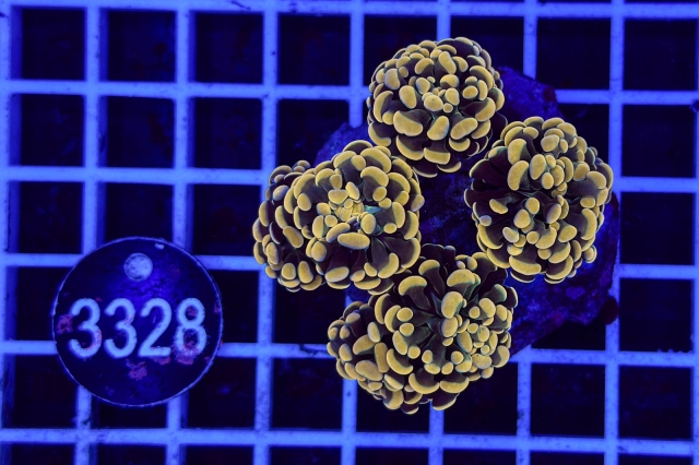 Euphyllia paradivisa