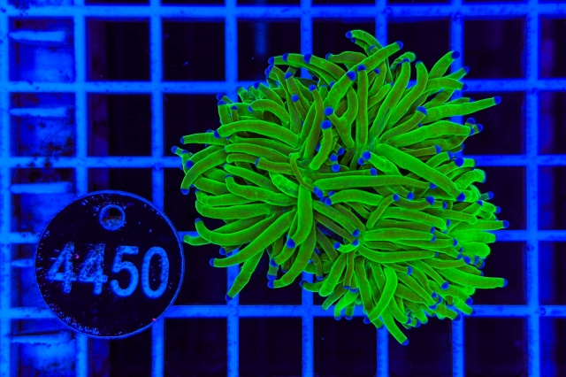 Euphyllia glabrescens