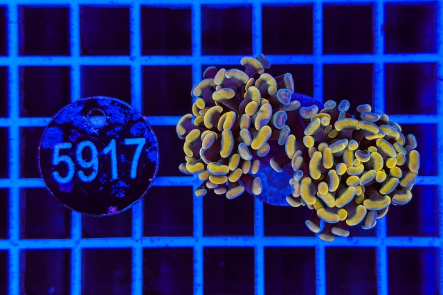 Euphyllia paraancora