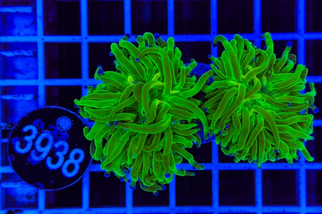 Euphyllia glabrescens