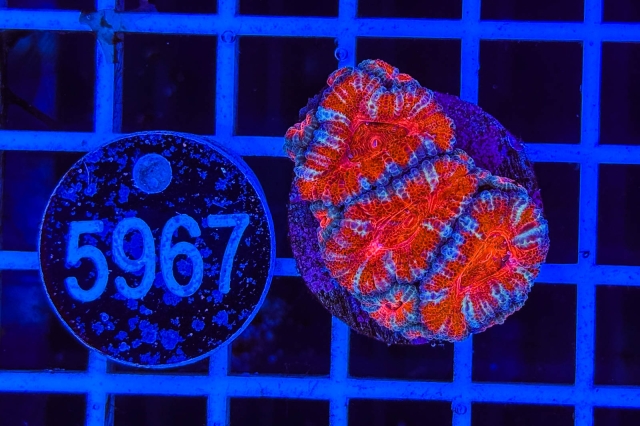 Acanthastrea lordhowensis