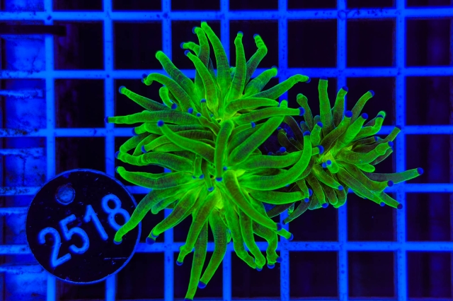 Euphyllia glabrescens - 2518_21