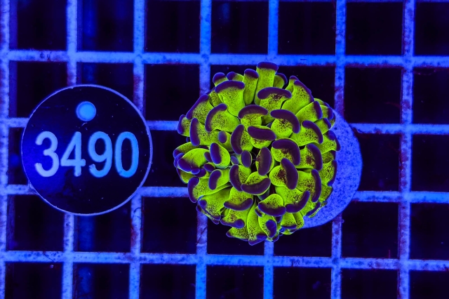 Euphyllia paraancora