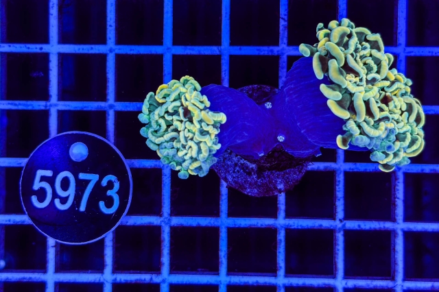 Euphyllia paraancora