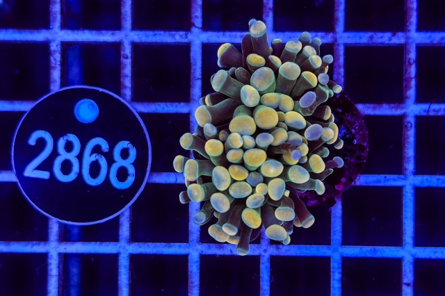 Euphyllia paraancora