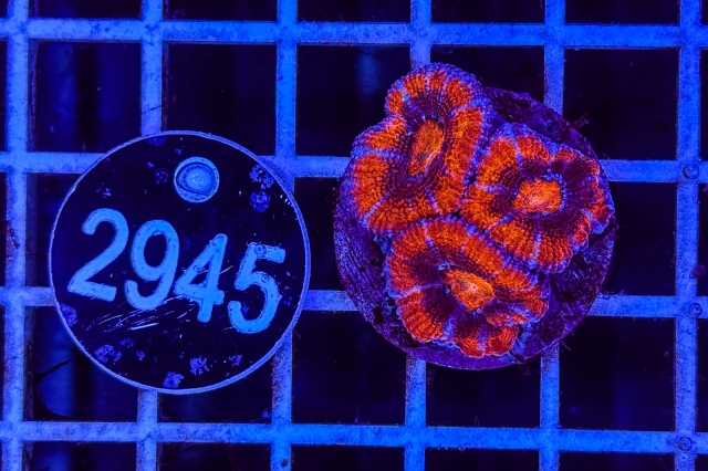 Acanthastrea lordhowensis