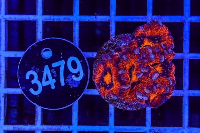 Acanthastrea lordhowensis