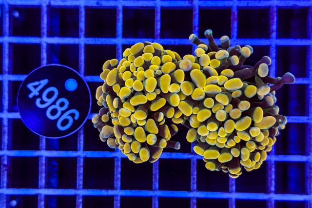 Euphyllia paraancora